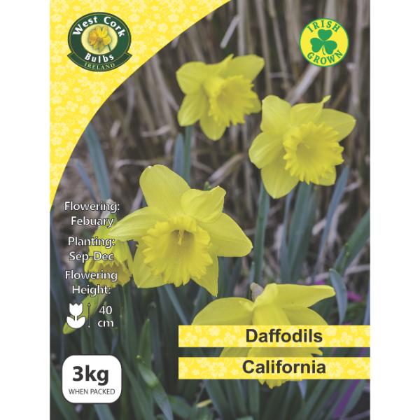 West Cork Bulbs Daffodil California 3kg