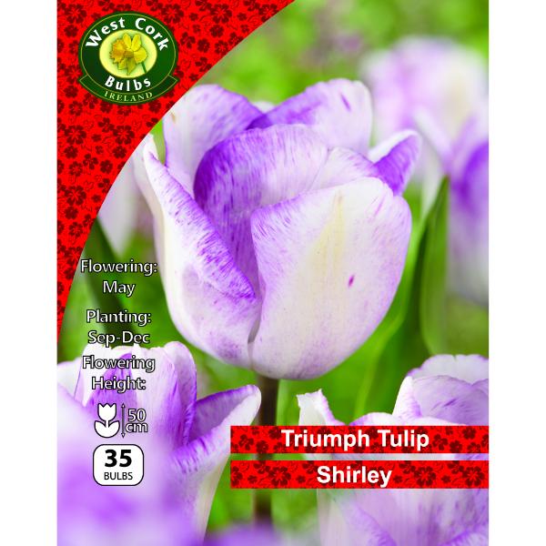 West Cork Bulbs Tulip Shirley 35 Bulbs