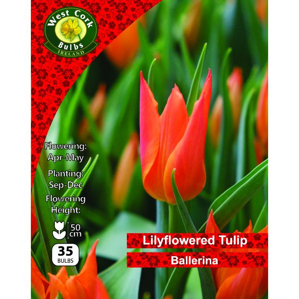 West Cork Bulbs Tulip Lilyflowered Ballerina 35 Bulbs