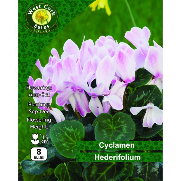 West Cork Bulbs Cyclamen Hederifolium 8 Bulbs