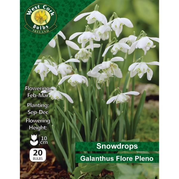 West Cork Bulbs Galanthus Double Flora Pleno 20 Bulbs