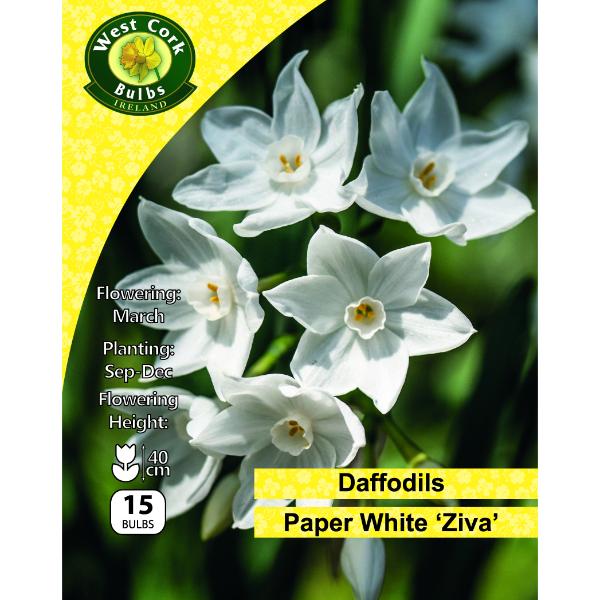 West Cork Bulbs Daffodil Paperwhite Ziva 15 Bulbs
