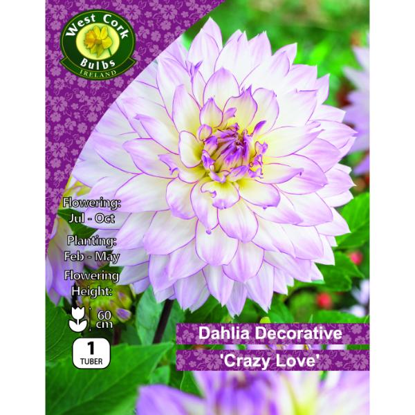 West Cork Bulbs Dahlia Crazy Love Prepack