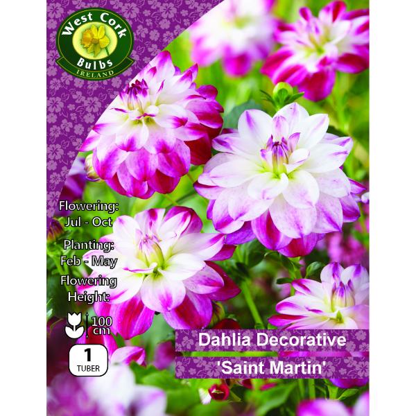 West Cork Bulbs Dahlia St Martin Prepack