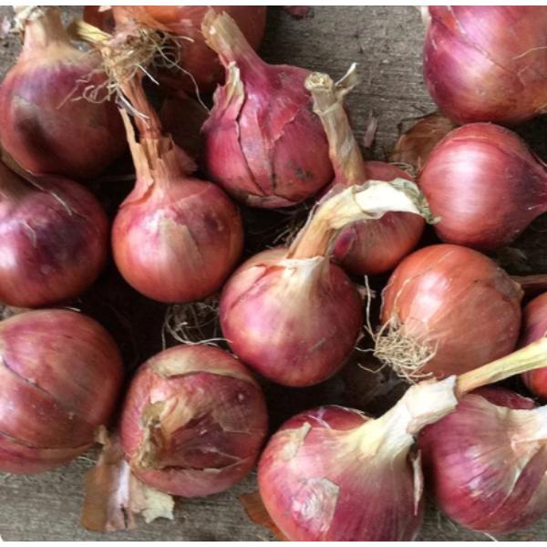 West Cork Bulb Onion Sets &