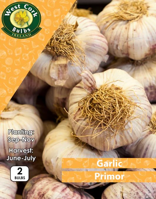 West Cork Bulbs Garlic Primor 2 Bulbs White Garlic