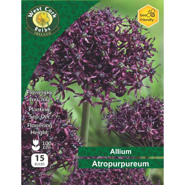 West Cork Bulbs Allium Atropurpureum 15 Bulbs