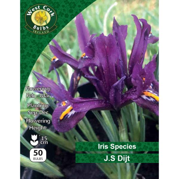 West Cork Bulbs Iris Reticulata &