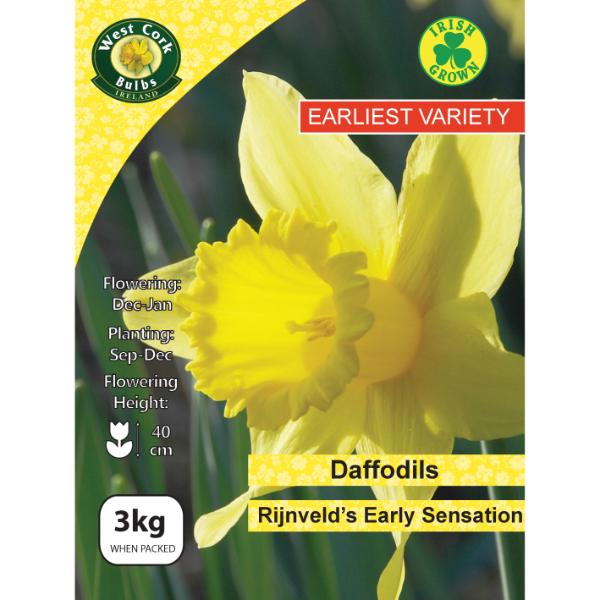 West Cork Bulbs Daffodil Rijnveld Early Sensation 3kg