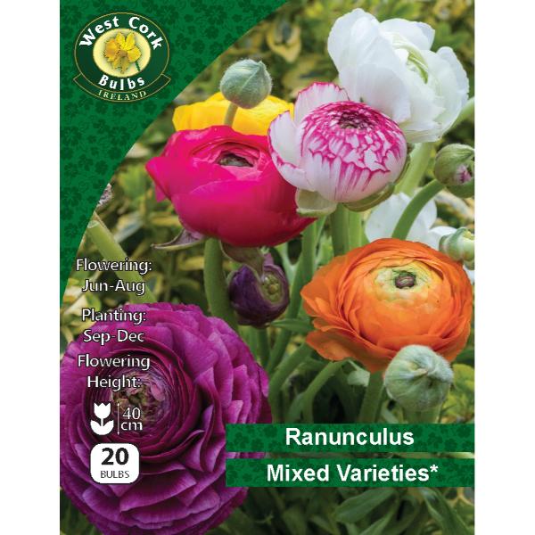 West Cork Bulbs Ranunculus Mixed Varieties 20 Bulbs
