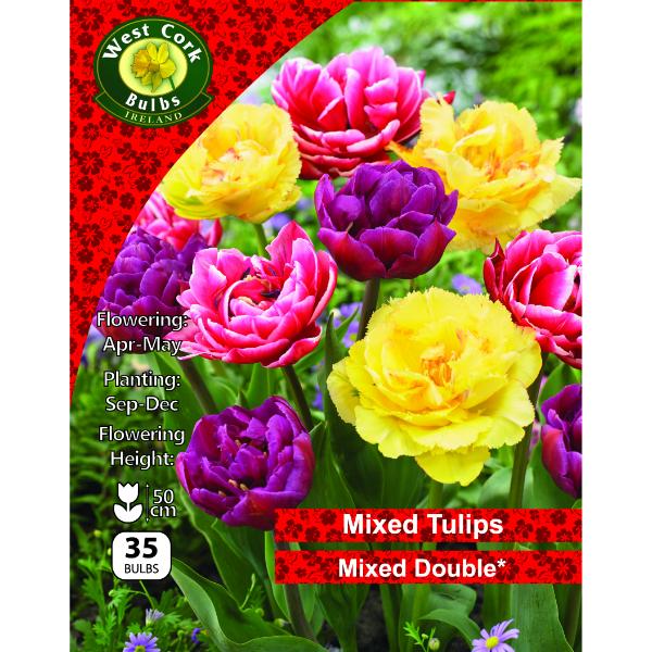 West Cork Bulbs Tulip Double Mixed Varieties 35 Bulbs
