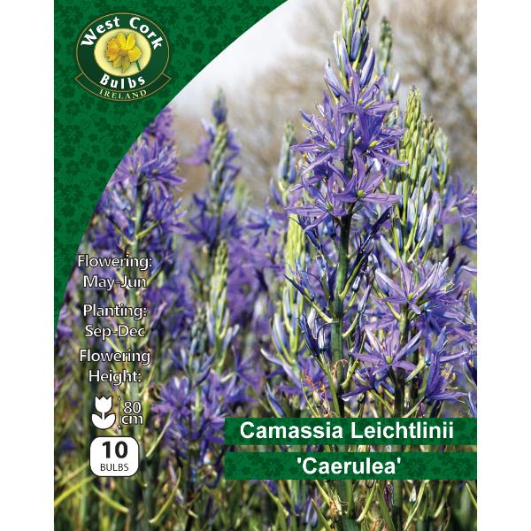 West Cork Bulbs Camassia Leitch. Caerulea 10 Bulbs