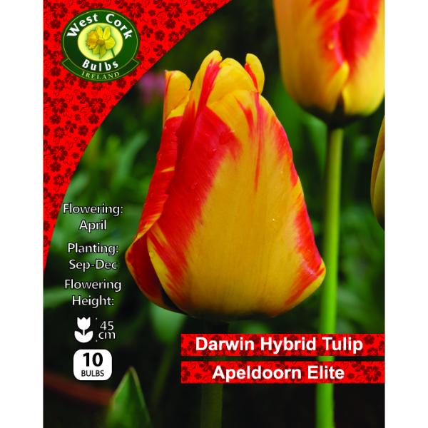 West Cork Bulbs Tulip Single Apeldoorn&