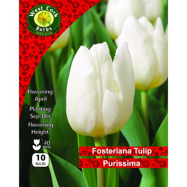 West Cork Bulbs Tulip Single Purissima 10 Bulbs
