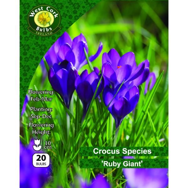 West Cork Bulbs Crocus Species Ruby Giant 20 Bulbs
