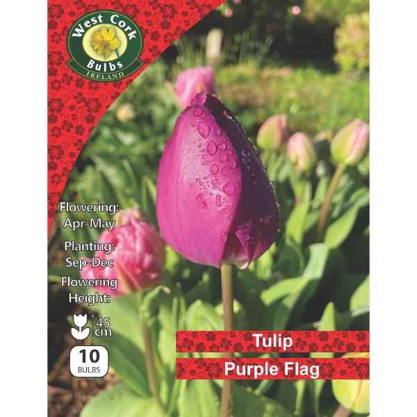 West Cork Bulbs Tulip Single Purple Flag 10 Bulbs