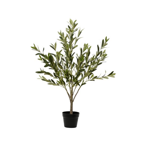 Olive Tree In Plastic Pot Medium 1m