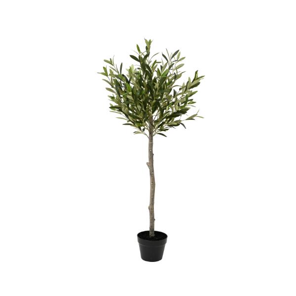 Olive Tree In Plastic Pot Large 1.2m