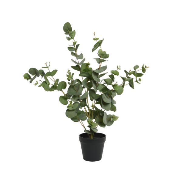Eucalypthus In Plastic Pot Medium 60cm