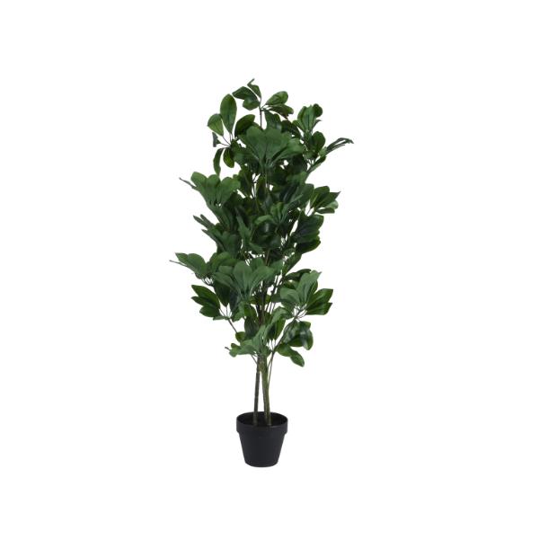 Schefflera Tree Plant In Pot Medium 90cm