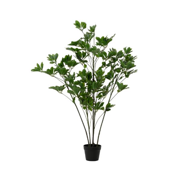 Schefflera Tree Plant In Pot Large 1.25m