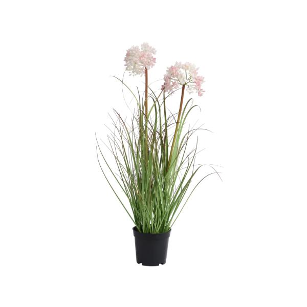 Allium In Plastic Pot Medium 58cm