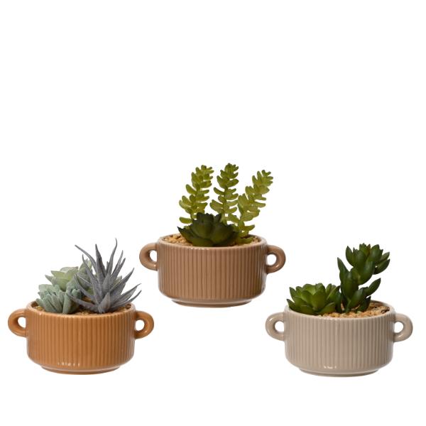 Succulent In Ceramic Pot 13cm