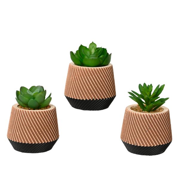 Succulent In Cement Pot 10cm