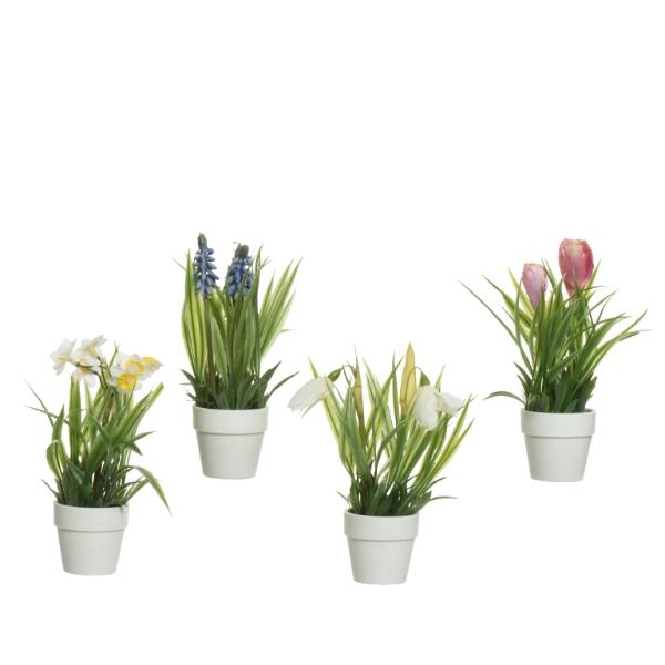 Plant In White Pot 6cm