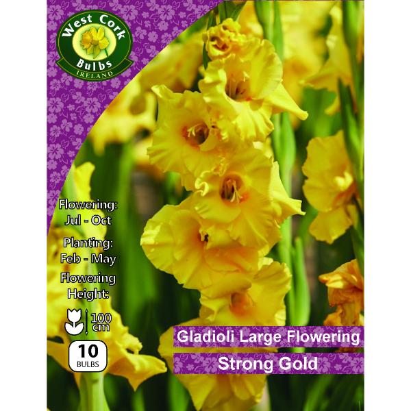 West Cork Bulbs Gladioli Large Flow. Strong Gold