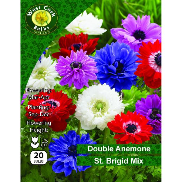 West Cork Bulbs Anemone St Bridgid Mixed 20 Bulbs