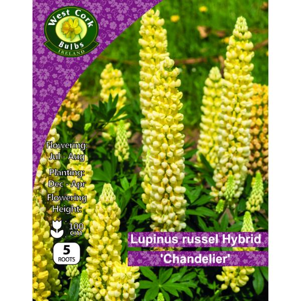 West Cork Bulbs Lupinus Russel Hybrid Chandelier 5 Roots