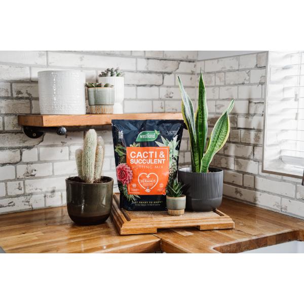 westland cacti & succulent potting mix Westland Cacti & Succulent Potting Mix Peat Free 4L – Co-Op Superstores