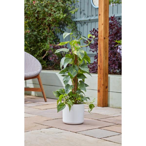 Smart Garden CocoMoss Pole 60 cm
