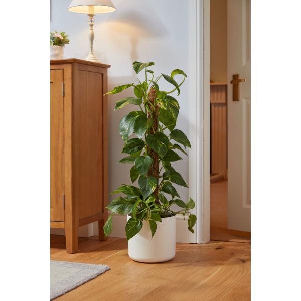 Smart Garden CocoMoss Pole 90 cm